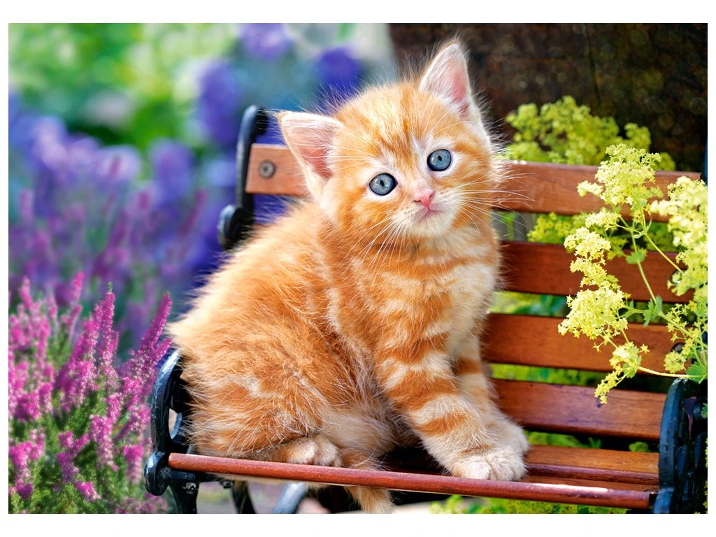 Puzzle Castorland 500 dílků - Kotě na lavičce