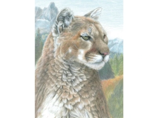Malování podle čísel PASTELKAMI - Puma