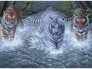 Malování podle čísel 30x40 cm- Tři tygři